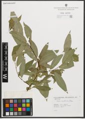 Foto von Salix neotricha Goerz